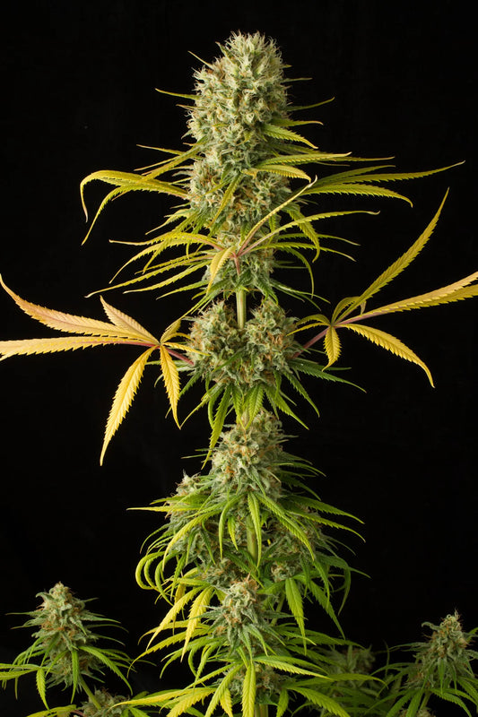 Amnesia Haze | Automatik