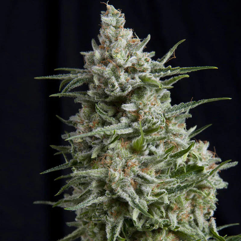Northern Lights | Automatik