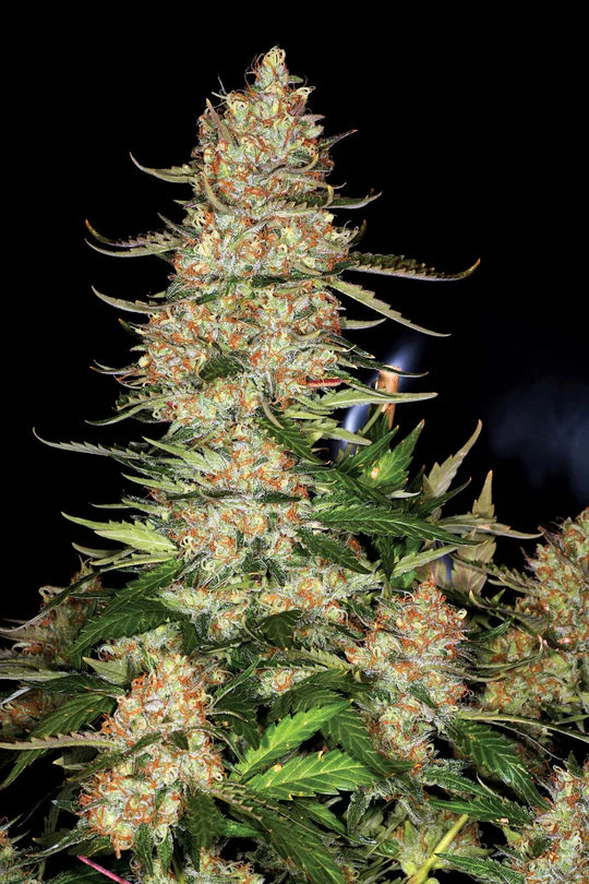 Northern Lights | Automatik