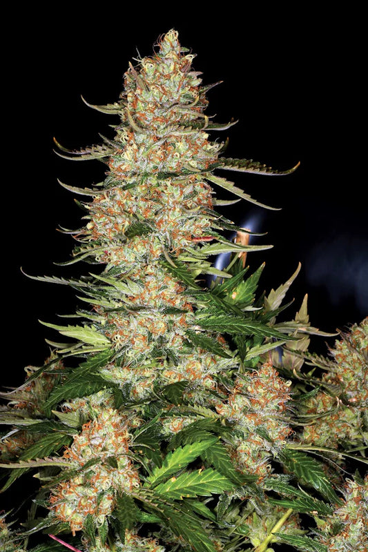 Northern Lights | Automatik