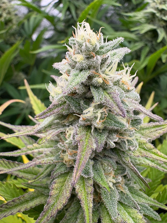Super Lemon Haze | Feminisiert
