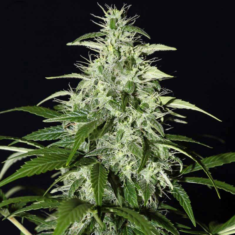 Super Silver Haze | Feminisiert
