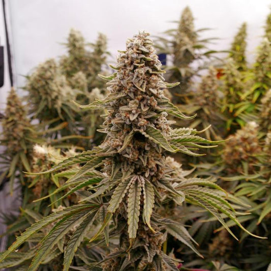 Sour Diesel | Feminisiert