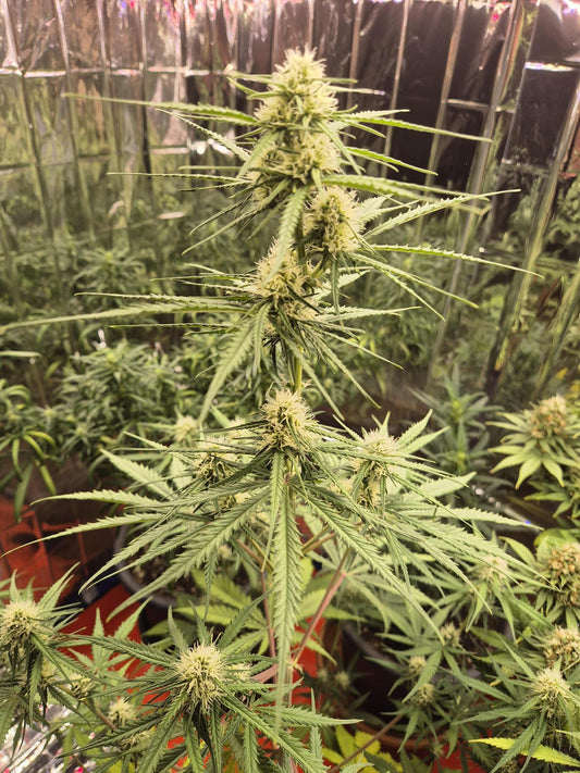 Sour Diesel | Automatik