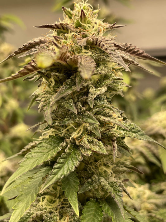 Strawberry Haze| Automatik