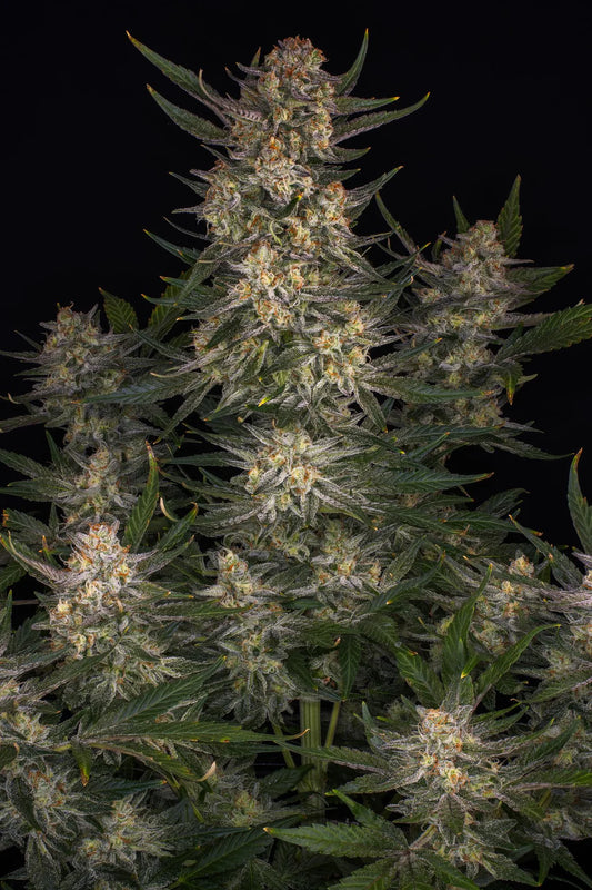 Strawberry Haze | Feminisiert