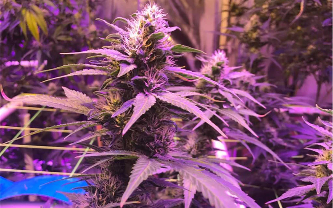 Purple Haze | Feminisiert