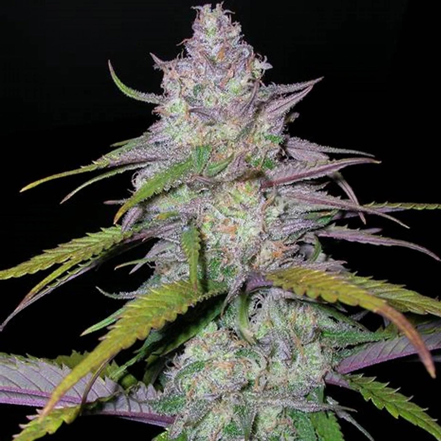 Purple Haze | Feminisiert
