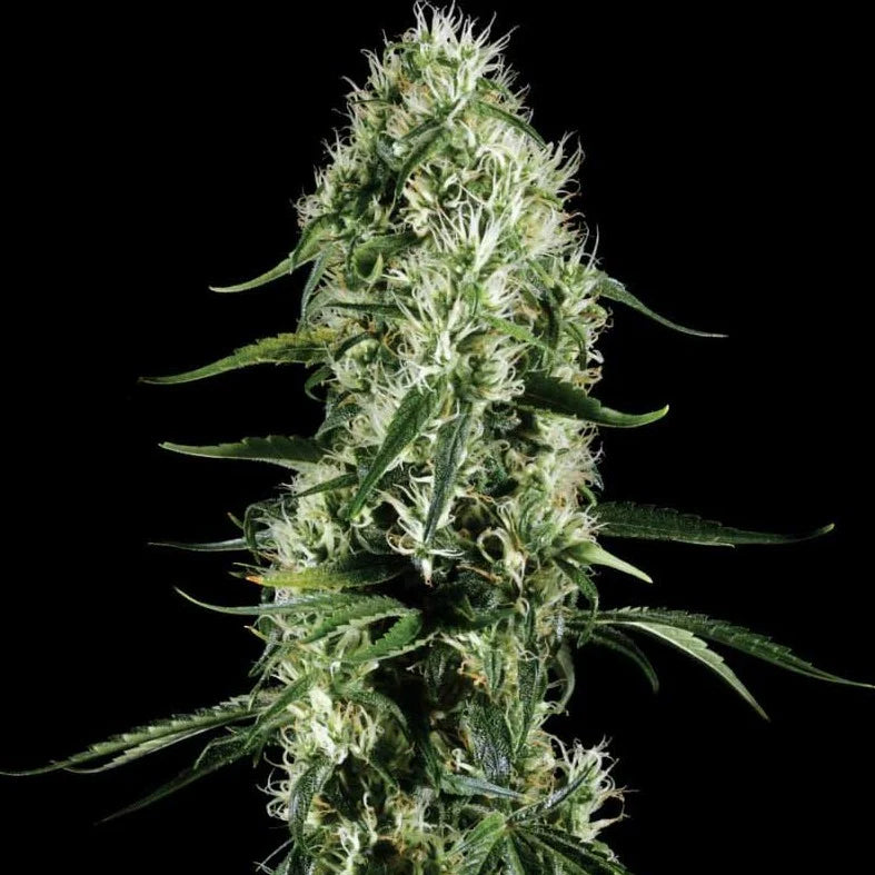 Super Silver Haze | Automatik