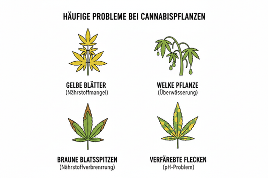 Cannabis Pflanzen lesen – Was dir Wuchsform, Blätter und Internodien wirklich verraten