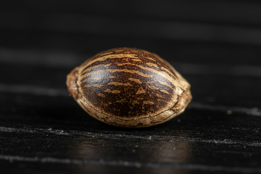 🌱 Cannabis Seeds – Das Herzstück deines Grows