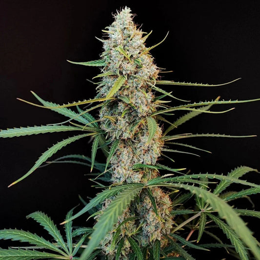 Amnesia Haze | Automatik
