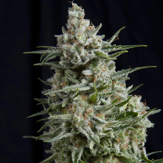 Northern Lights | Automatik