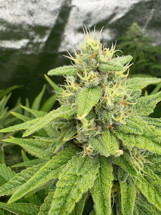 Super Lemon Haze | Feminisiert