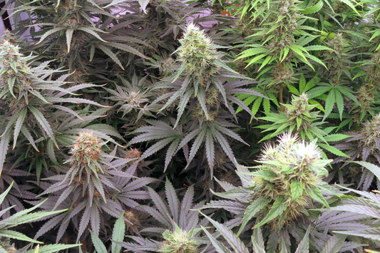 Sour Diesel | Feminisiert