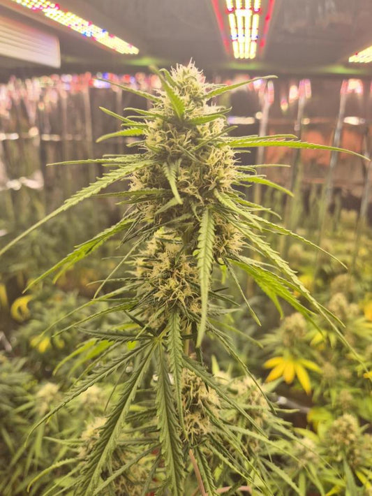 Sour Diesel | Automatik