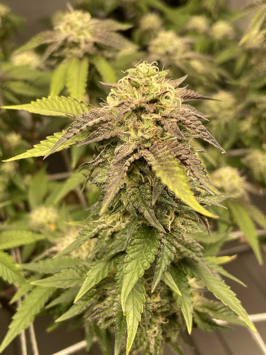 Strawberry Haze| Automatik