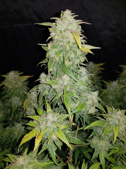 Amnesia Haze | Feminisiert