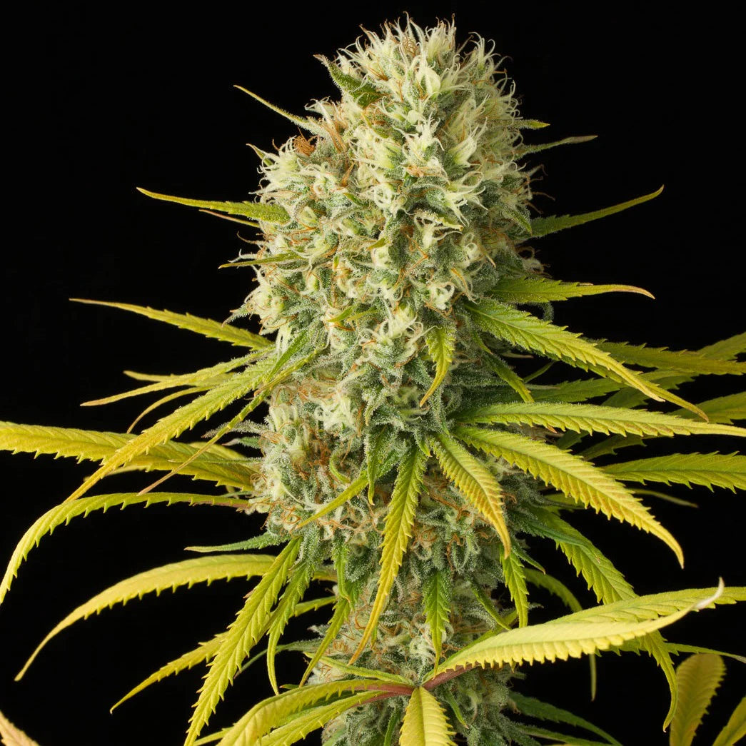 Amnesia Haze | Feminisiert