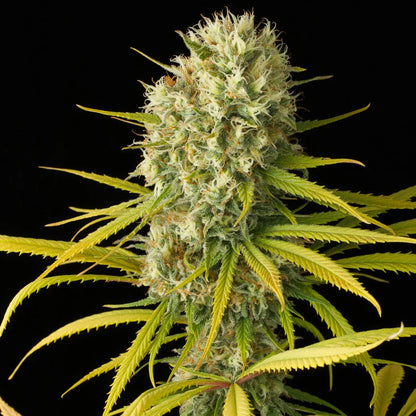 Amnesia Haze | Feminisiert