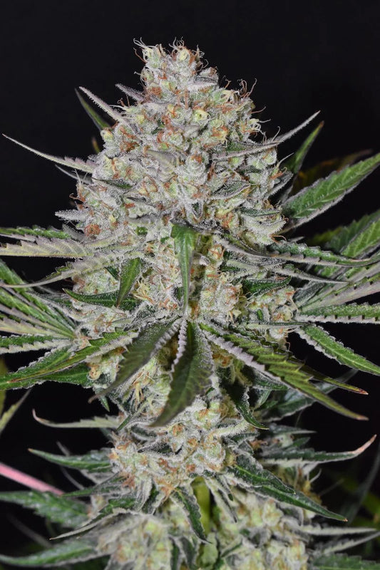 Strawberry Haze | Feminisiert