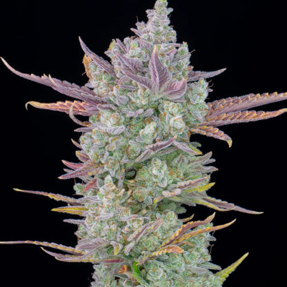 Gorilla Glue | Automatik