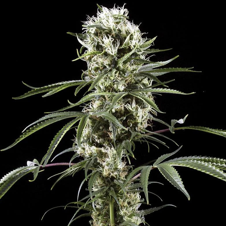 Super Lemon Haze | Automatik