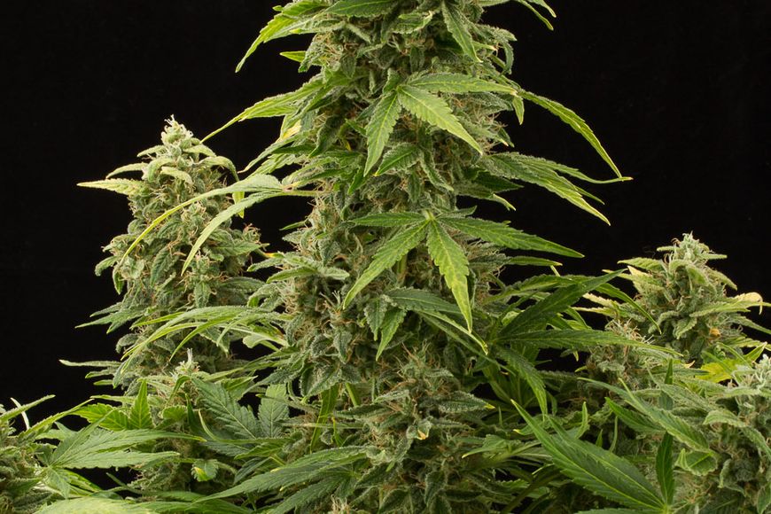 Super Silver Haze | Automatik