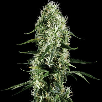 Super Silver Haze | Automatik